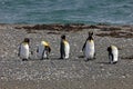 King penguins living wild at Parque Pinguino Rey, Patagonia, Chile