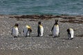 King penguins living wild at Parque Pinguino Rey, Patagonia, Chile Royalty Free Stock Photo