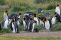 King penguins living wild at Parque Pinguino Rey, Patagonia, Chile