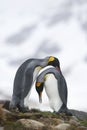 King penguins in love Royalty Free Stock Photo