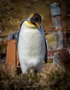 King Penguins make home near deserted whaling village in Grytviken