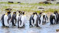 King penguins in mault in landscape of South Georgia Royalty Free Stock Photo