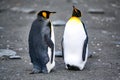 King penguins - Aptendytes patagonica - standing opposite on dark beach of Gold Harbour South Georgia