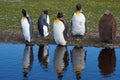 King Penguins Moulting - Falkland Islands