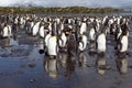 King penguins, mountains and ocean in South Geogia Royalty Free Stock Photo