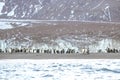 King Penguins near an iceberg at South Georgia