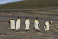 King Penguins at The Neck on Saunders Island Royalty Free Stock Photo