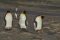 King Penguins at The Neck on Saunders Island Royalty Free Stock Photo