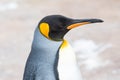 Close up shot of King Penguin - Aptenodytes patagonicus Royalty Free Stock Photo