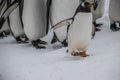 King Penguins on parade Royalty Free Stock Photo