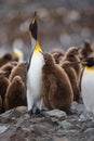 King Penguins Royalty Free Stock Photo