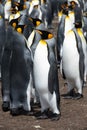 King Penguins standing in a group