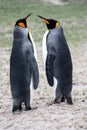 King penguins on the shore Falkland Islands, Malvinas