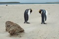 King Penguins Preening Royalty Free Stock Photo