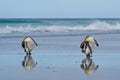 King Penguins Preening - Falkland Islands Royalty Free Stock Photo