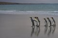 King Penguins on Saunders Island in the Falkland Islands Royalty Free Stock Photo