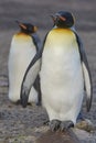 King Penguins on Saunders Island in the Falkland Islands Royalty Free Stock Photo