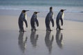 King Penguins on Saunders Island Royalty Free Stock Photo