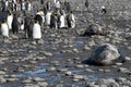 King penguins and sea elephants in South Georgia Royalty Free Stock Photo