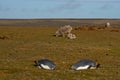 King Penguins and Sheep - Falkland Islands