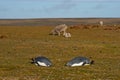 King Penguins and Sheep - Falkland Islands