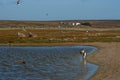 King Penguins on a Sheep Farm - Falkland Islands Royalty Free Stock Photo