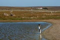 King Penguins on a Sheep Farm - Falkland Islands Royalty Free Stock Photo