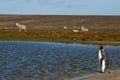 King Penguins on a Sheep Farm - Falkland Islands Royalty Free Stock Photo
