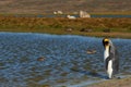 King Penguins on a Sheep Farm - Falkland Islands Royalty Free Stock Photo