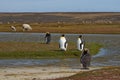 King Penguins on a Sheep Farm - Falkland Islands