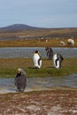 King Penguins on a Sheep Farm - Falkland Islands Royalty Free Stock Photo