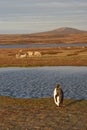 King Penguins on a Sheep Farm - Falkland Islands