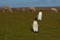 King Penguins on a Sheep Farm - Falkland Islands Royalty Free Stock Photo