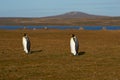 King Penguins on a Sheep Farm - Falkland Islands Royalty Free Stock Photo