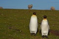 King Penguins on a Sheep Farm - Falkland Islands Royalty Free Stock Photo