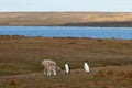 King Penguins on a Sheep Farm - Falkland Islands Royalty Free Stock Photo