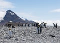 King Penguins and South American Fur Seals on a Rocky Beach Royalty Free Stock Photo