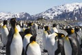 King Penguins on South Georgia