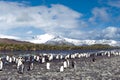 King penguins in South Georgia Royalty Free Stock Photo