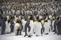 King penguins, South Georgia