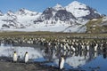 King penguins, South Georgia Island, Antarctic Royalty Free Stock Photo