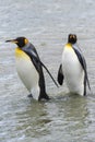 King penguins, South Georgia Island, Antarctic Royalty Free Stock Photo