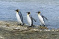 King penguins, South Georgia Island, Antarctic Royalty Free Stock Photo