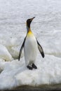King penguins, South Georgia Island, Antarctic Royalty Free Stock Photo