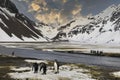 King penguins, South Georgia Island, Antarctic Royalty Free Stock Photo