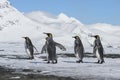 King penguins, South Georgia Island, Antarctic Royalty Free Stock Photo