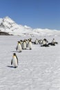 King penguins, South Georgia Island, Antarctic Royalty Free Stock Photo