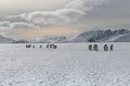 King penguins, South Georgia Island, Antarctic Royalty Free Stock Photo