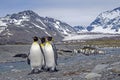 King penguins, South Georgia Royalty Free Stock Photo