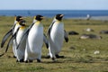 King penguins, South Georgia Royalty Free Stock Photo